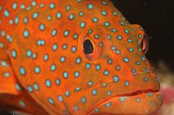 Coral cod, taken during a night dive with a EOS20D and EF... by Rikard Andersson 